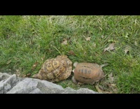Turtle rams bumps into other turtle grass