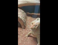 Bearded dragon lizard bite finger of man