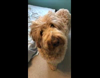 Brown fluffy dog looks at camera confused tilts head blue walls