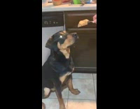 Large black brown dog drools peanut butter 