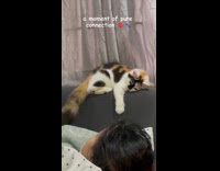 Collab PLC - Cat stares at hooman with sympathetic eyes couch