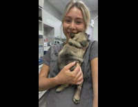 Adorable French bulldog puppy cuddles with vet nurse