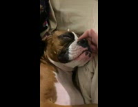 Pet dog snores and owner plays with its nose