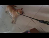 Dog having tantrums lays down on floor