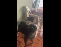 Black cat slap hiss at dog chair