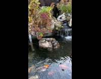 Woman sees fake turtle skeleton Halloween decoration 