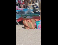 Collab DailyDoseOfInternet - Seagull eats food off beach chair 