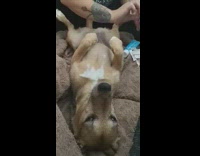 Large brown dog lays back gets bandaid 