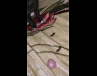 Collab BitchIG2 - Cat touches fake eyelashes left on blanket 