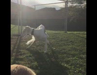 White Borzoi Dog Spins Around on Green Grass in Cage