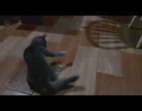 Cat runs around trying to catch tail 