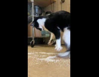 Cat makes mess playing with rice 