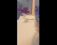 Cat stands grabs white headband off dresser 