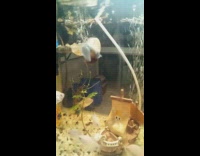 Slug snail on aquarium tank glass wall