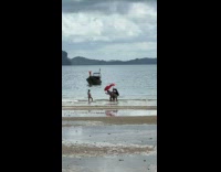 Collab IITW - Woman pregnant bikini two umbrellas at beach