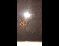 Bat trapped in between window and screen 