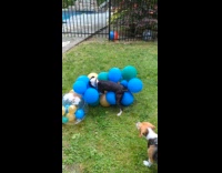 Dog chases the balloons at the backyard