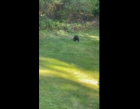 Bear play with soccer ball at backyard