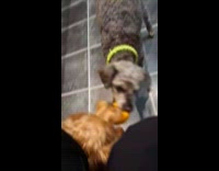 Two dogs playing bites the same ball