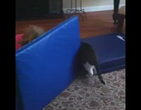 Girl pink shirt peek-a-boo cat slaps face