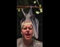 Guy corona virus bat chinese person 