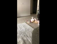 Large brown white dog red collar snaggletooth 