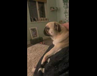 Collab PLC - Pet dog gets a massage on its head by its owner