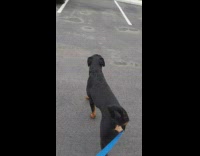 Black dog scared by car engine start