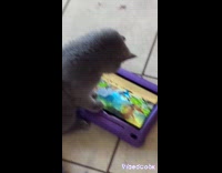 Gray cat busy watching movie in tablet
