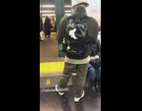 man two white rabbits on back pack 