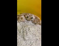 Small cute sand crab inside of bucket 