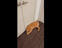 Golden retriever puppy dog barks door stopper 