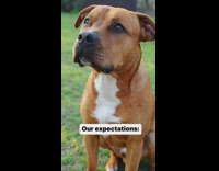 Pitbull grows to small size as adult