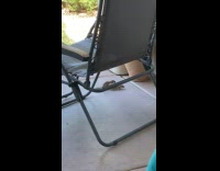 Two squirrel play near chair on backyard