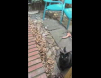 Cat sitting in stranger backyard next to dildo