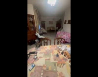 Cat run and fetches the red ball