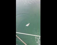 Man Feeds Big Fish in Ocean 