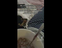Chihuahua dog watch owner eat food after meltdown