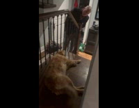 Man howl at dog lay on stairs