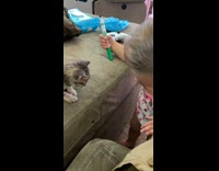Collab BitchMP - Baby girl gives kitten kiss