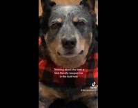 Collab Kale Salad IG - Dog gets poked in butt by bird