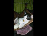 Black white kitten cat drinks milk bottle 