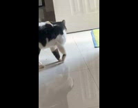 Cat pushed by duck bird and runs away 