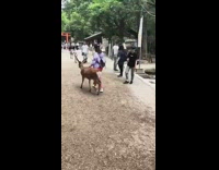 Woman follows deer around with selfie stick