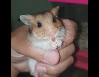Guy holds brown hamster eats food flash