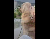 Dog sits and stares at beach and sunset 