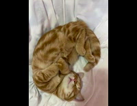 Orange kitten cat falls asleep on blanket 