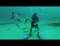 Diver hug and pet grouper fish underwater