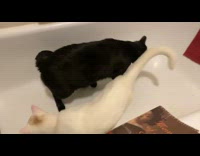 Collab BitchMP - Black cat white cat white bathtub