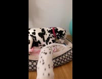 Dog tries to bite puppy over toy